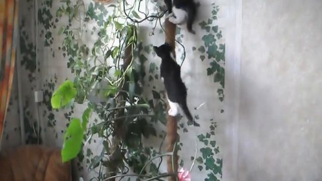 Кошки лезут на цветок смотреть онлайн