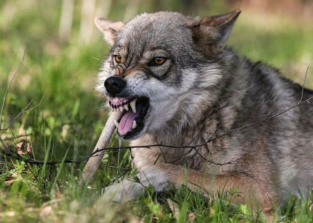 12 красивых снимков волкособов, которые произведут впечатление на каждого. смотреть онлайн