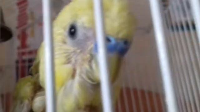Обзор на моего попугайчика. (читать описание.) смотреть онлайн