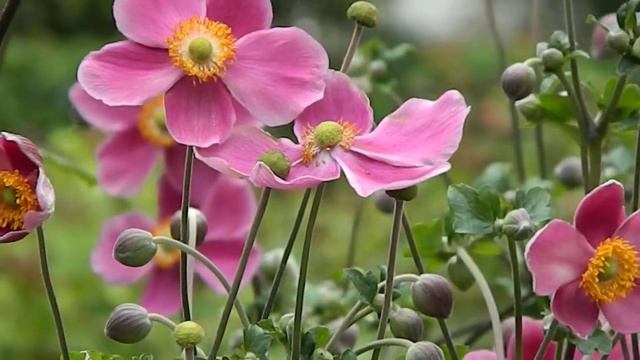 Anemone Hupehensis Prinz Heinrich