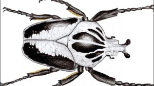 НАСЕКОМЫЕ ГИГАНТЫ (ЖУК-ГОЛИАФ)