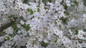 Вишня цветёт видеофон | футаж цветущая вишня