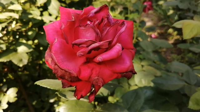 Выпуск N 7 Ростов летний, флора и фауна смотреть онлайн