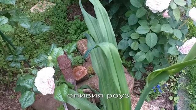 Розы Остина. Нежно-розовые. #розы #розыостина смотреть онлайн