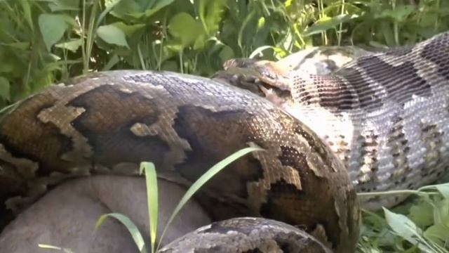 Python eating big animals, python attack - Natha's Animal смотреть онлайн