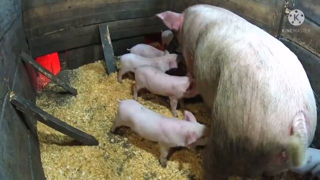 420❌Болезнь РОЖА у свиней ???и смертельный исход поголовья ❌Наш опыт с этой проблемой !❌ смотреть онлайн