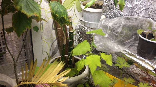 Обзор комнатных растений 11 сентября 2019 смотреть онлайн