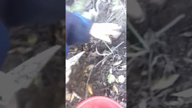 сбор грибов смотреть онлайн