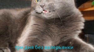 кошки породы Шартрез