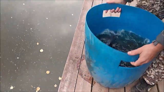 Зарыбление нижнего пруда осетром 200 кг. Клёвое место Лосиный остров. смотреть онлайн