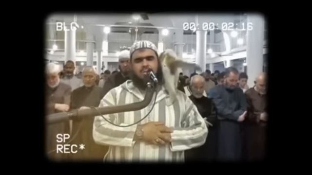 Имам-мусульманин мило обращается с кошкой во время молитвы... Фото из Алжира. смотреть онлайн