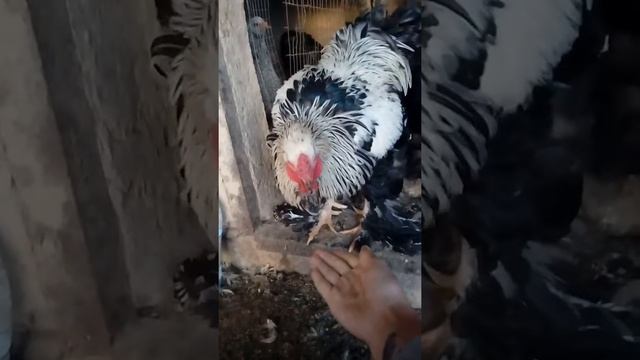 Самый умный петух смотреть онлайн