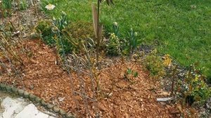 Мульчирование клумб. Мой опыт