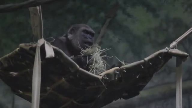 YBA-Обзор#2 Любитель барашек - Банзиго! смотреть онлайн