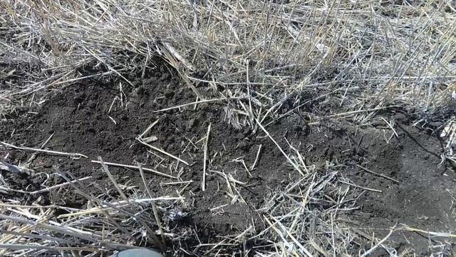 Посев подсолнечника по стерне смотреть онлайн