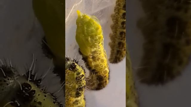 Pupating Pieris brassicae - Cabbage White. смотреть онлайн