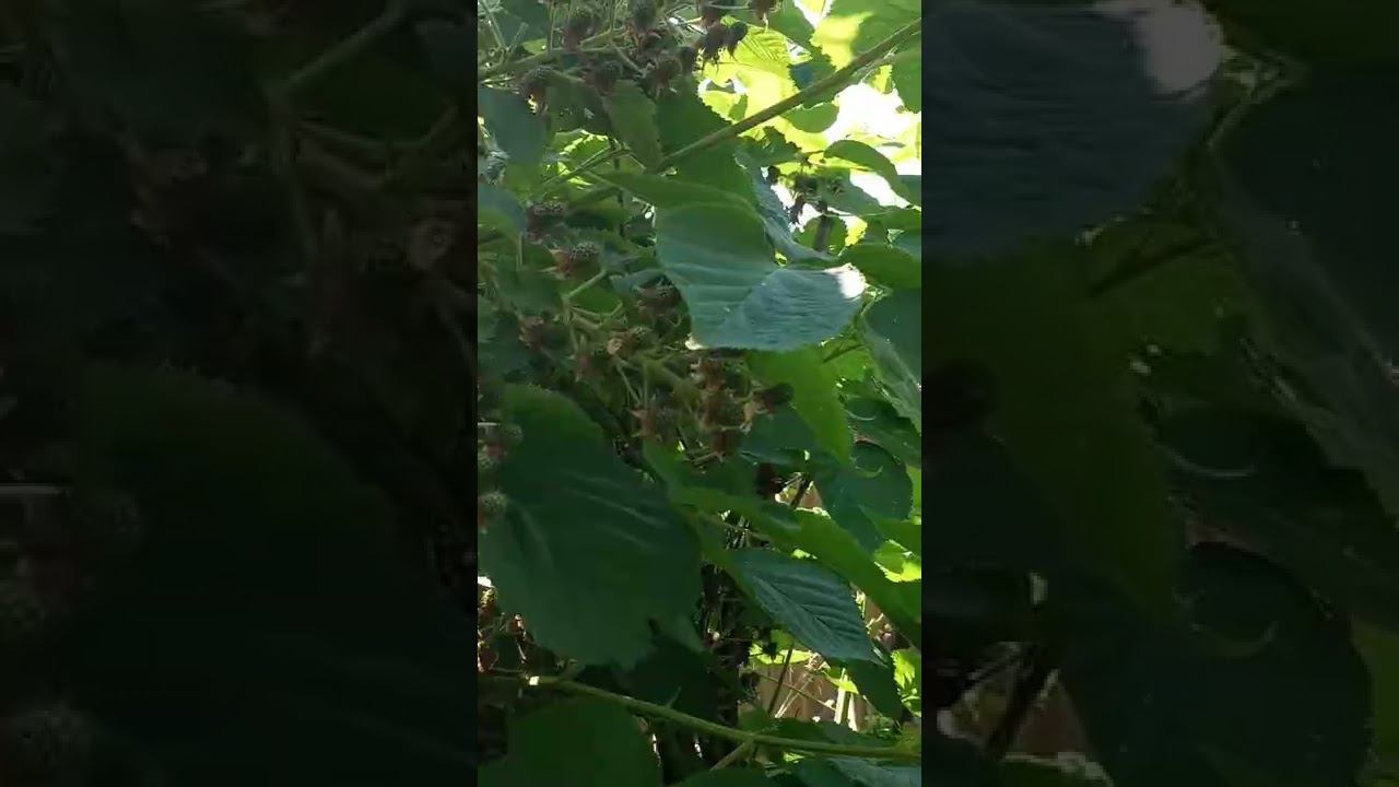 Посмотри-ка,посмотри-ка ,у нас спеет ежевика смотреть онлайн