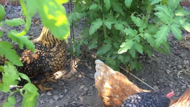 Garter Snake Vs Chickens (cluckbait)