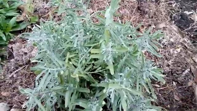 Подготовка лаванды к зимовке смотреть онлайн