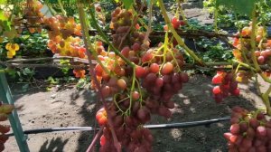 ЛОКОМОТИВ НАШЕГО ВИНОГРАДНИКА.