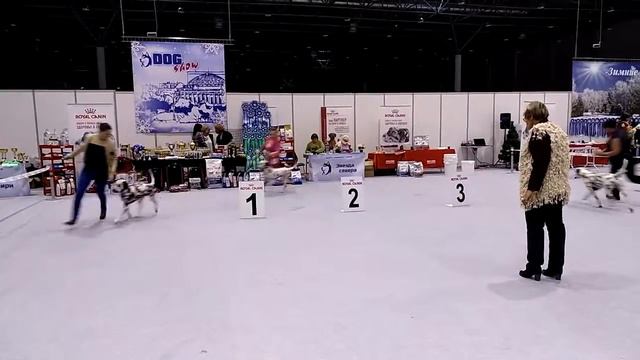 22..01.2017 "Dog show 2017"далматины" смотреть онлайн