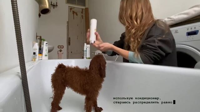 мальтипу / как помыть собаку? смотреть онлайн