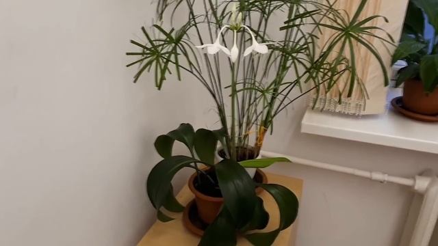 ЭУХАРИС! Как ухаживать, чтобы цвел 3 раза в год! смотреть онлайн