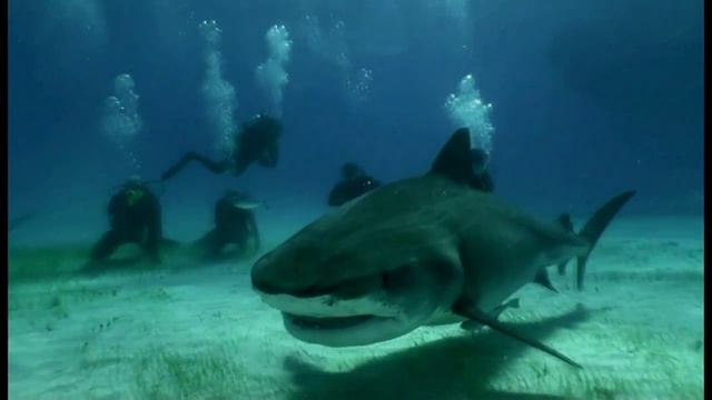 Дайвинг с акулами на Багамах (Dive with sharks in the Bahamas) смотреть онлайн