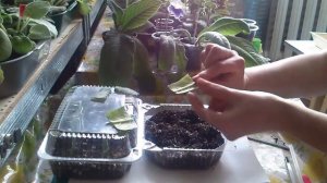 Размножение стрептокарпуса листом в домашних условиях часть 1-я