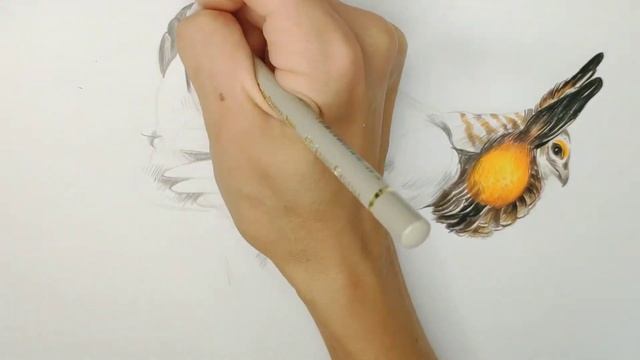 Рисуем птицу цветными карандашами. Пошагово. смотреть онлайн