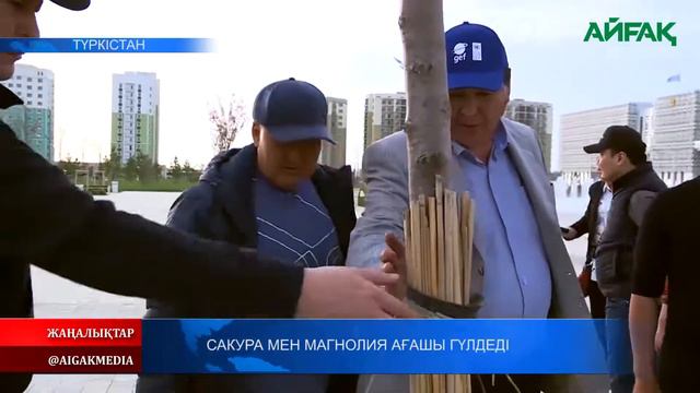 08.04.2022 ж. Сакура мен магнолия ағашы гүлдеді смотреть онлайн