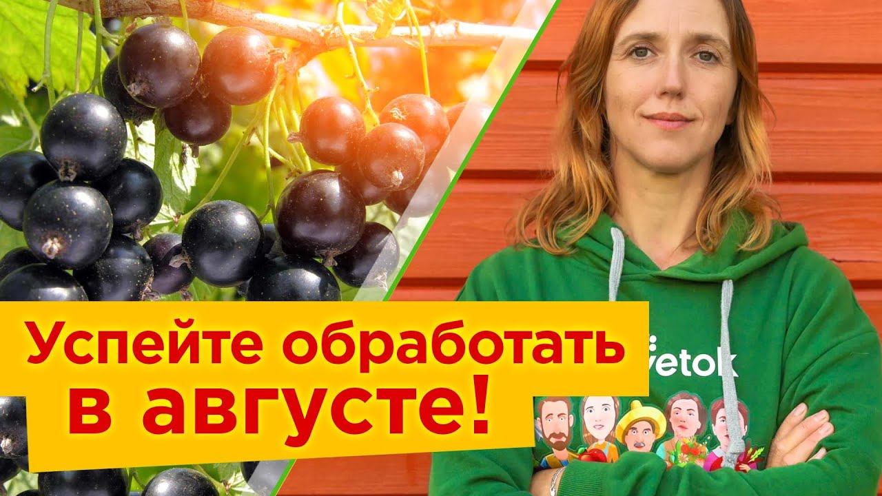 СОБРАЛИ СМОРОДИНУ? Обязательно сделайте это в августе, чтобы получить щедрый урожай в следующем году
