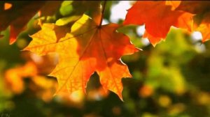 Осень, милая, шурши