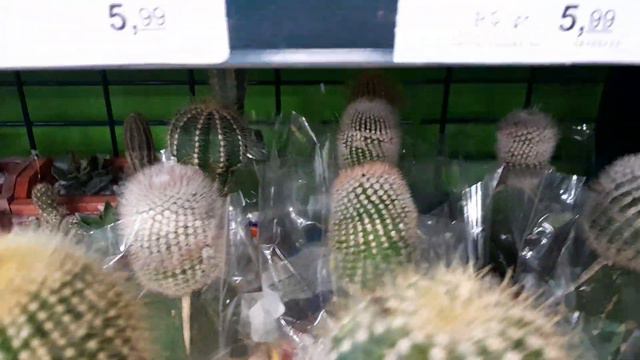 Achei suculentinhas raras no mercado 🛒,echeveria lulu,e outras linduxas😱😳! Confiram. смотреть онлайн