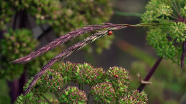 National Geographic Россия: красота мира в каждом кадре смотреть онлайн