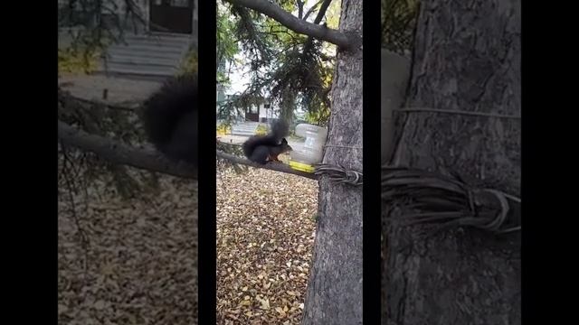 Белочка Рыжка и белк Копатыч 13 октября 2023г смотреть онлайн