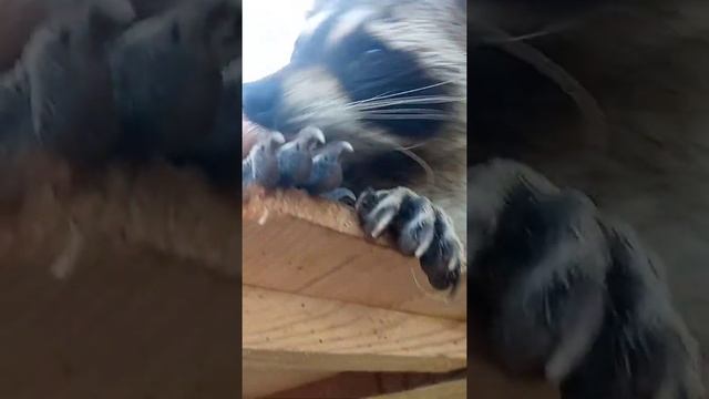 Енот Илюша нежится смотреть онлайн