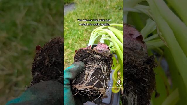 🪻 hyacinth bulbs come back year after year! 🏡#plantsngardens 🌱#springbulbs #hyacinth #hyacinthbulbs смотреть онлайн