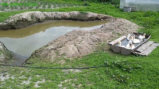 Гусыня вывела гусят на улицу первый раз! А наши курицы все птицы - все летают! смотреть онлайн