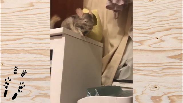 Лучшие приколы про ШИНШИЛЛ! Смешные ШИНШИЛЛЫ! Funny chinchillas❤#13 смотреть онлайн
