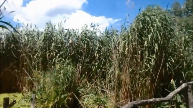 Мартоноша р. Высь - 