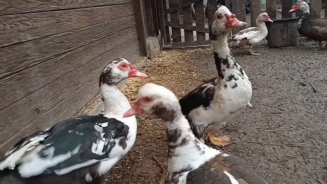 Как определить Пол. Утка или Селезень отличия . Что можно Давать вместо Травы Уткам / Мускусные утк смотреть онлайн