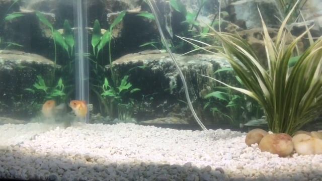 Goldfish Fry Update #2 // Cheyenne Goldfish смотреть онлайн
