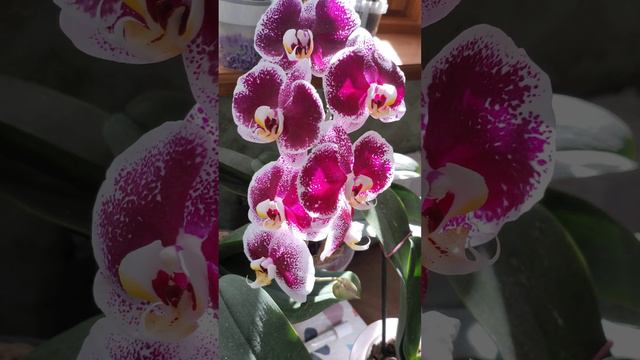 Орхидея Dtps. Reyoung Splash (OX Firebird х Join Angel 