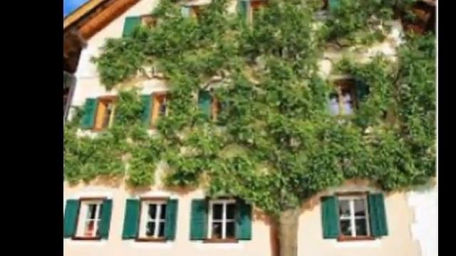 Шпалера на стене дома украшает внешний вид и придает шарм смотреть онлайн