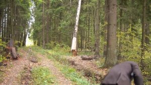 Какой из ПИСТОЛЕТОВ-АРБАЛЕТОВ сильнее ПРОБЬЕТ ДСП? | Пистолет АРБАЛЕТ BEARHUNTER MAMBA