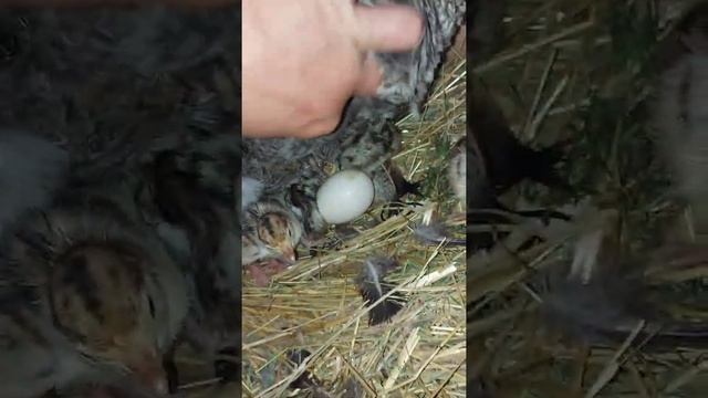 Индюшка вывела индюшат.Жизеь в селе.Циплятам 2 месяца и 3 дня.