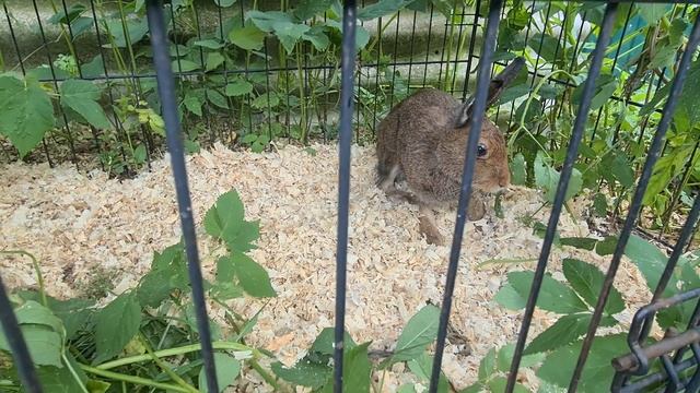 Сбит, покусан, истощен, но не сдается! Заяц Виктор смотреть онлайн