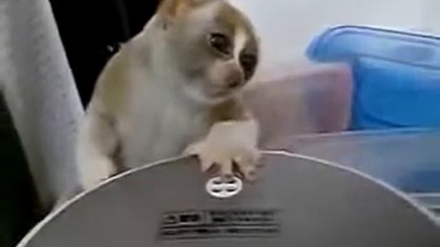 Домашний лемур лори Смешные звери и животные июнь 2016 смотреть онлайн