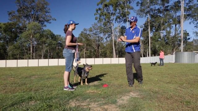 How to train your puppy and dog with Excel Dog Training - Queensland Australia смотреть онлайн